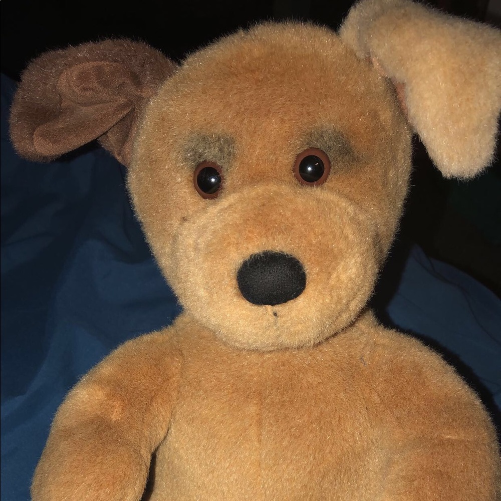 Teddy bear dog😂💗💗